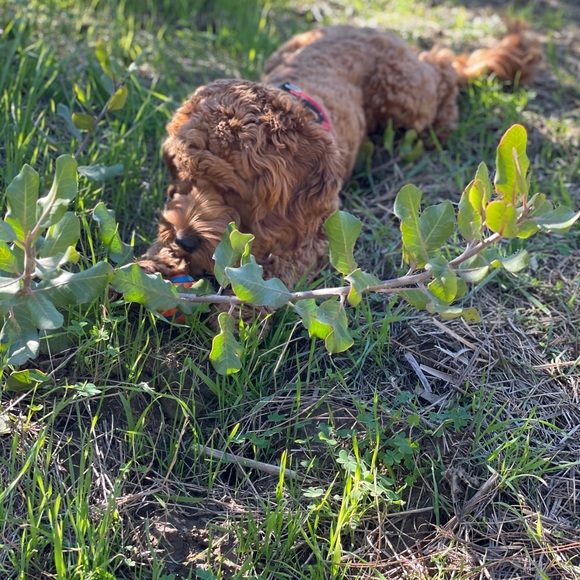 Meet your Posher, David - Picture 4 of 8